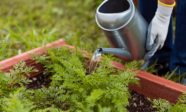 close-up-man-watering-plants-with-sprinkler 1 (2)
